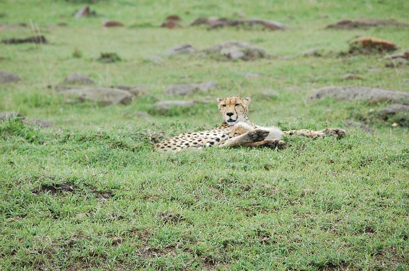 Resting Cheetah.JPG